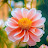 @AmiraHassan-x5e