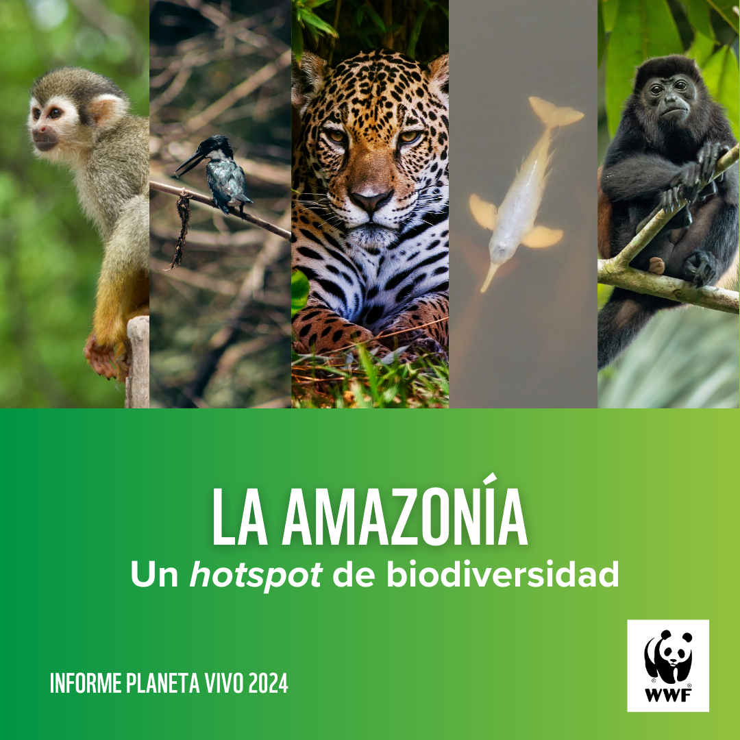Post from WWF Bolivia