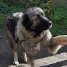 Автор