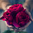 @SayfElddine