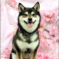 愛しの黒柴まーくん　Shiba Inuアイコン画像