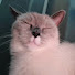 OnVlaW4zP54-channel-avatar-Icy_Eyes