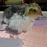 Pdn7l5Rc7gI-channel-avatar-Kayle's Quail Farm