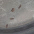 zpPxZFUwRhU-channel-avatar-lice_clean