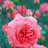 @salmashazly39