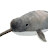 Narwhal Awesomeness