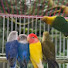 HLNpeYzUvmc-channel-avatar-Samiul LoveBird Tv