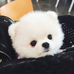 Mini Pom channel avatar