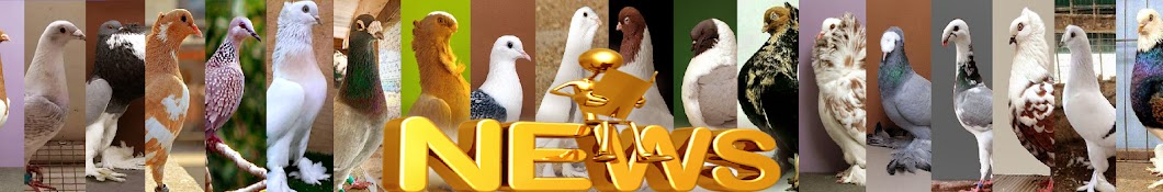 Pigeon News YouTube channel avatar