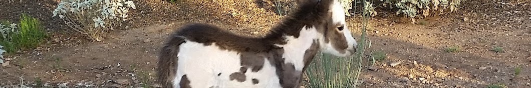 Rocky the Spotted Donkey YouTube channel avatar