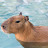 Friendly capybara