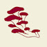 XnBMkPzUOu8-channel-avatar-Folk Fungi