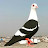 A.S pigeon firozabad