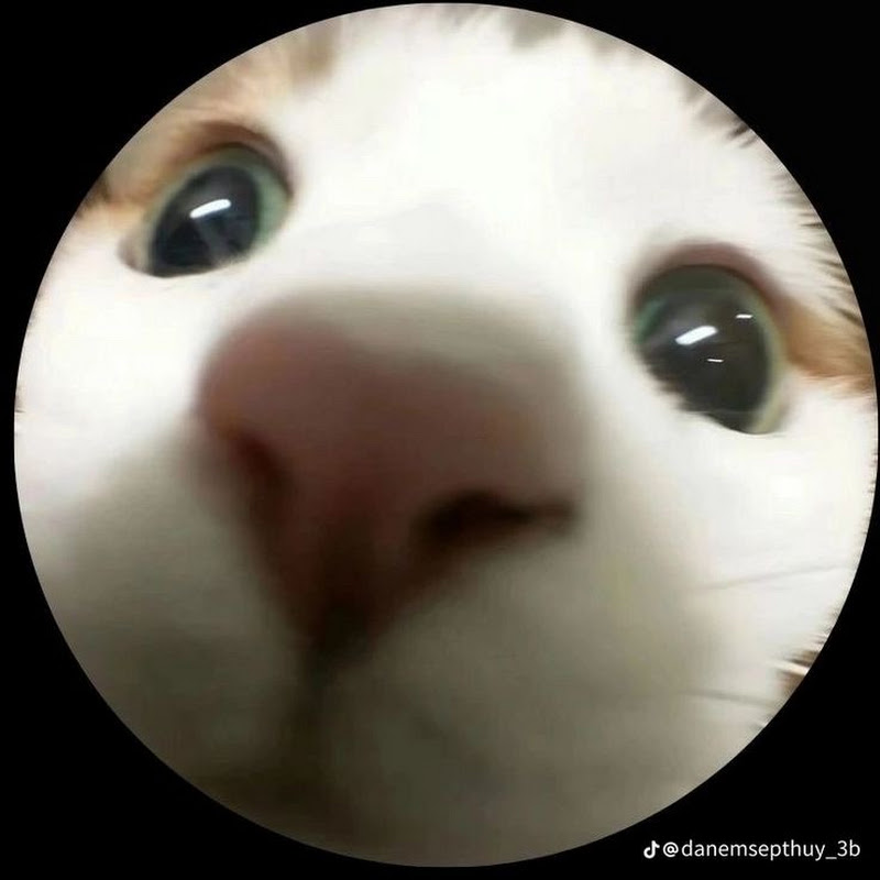 ℊʉƏᏕʈዞᗬ