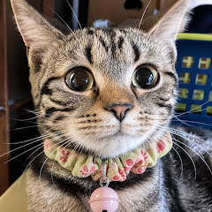 ねこまみれ🍀🐾