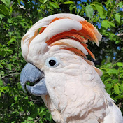Max the Moluccan