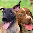 Cg4pyiIcjCo-channel-avatar-Dog TV King