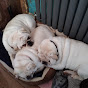 Our 6 Dogs Poppy Benton Brian Edith Dennis & Ernie - @brianbp YouTube Profile Photo