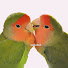 s0p0YkZ8i1w-channel-avatar-Tiny Lovebirds 
