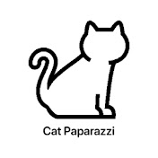 Cats Paparazzi