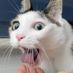 WhiskerTube
