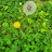 @green-d4k