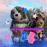 RG0BiHlPOFc-channel-avatar-Pawsome Support