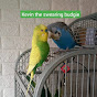 Kevin the swearing budgie logo