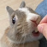 L8axXcREPy4-channel-avatar-尼要吃什麼WhatDoYouWantToEat何が食べたい你要吃什麼