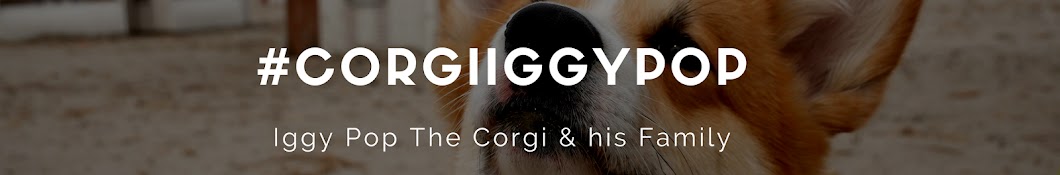 Iggy Pop the Corgi Avatar de chaîne YouTube