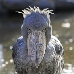 神戸どうぶつ王国 Kobe Animal Kingdomアイコン画像