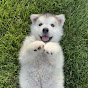 Hugo The Malamute