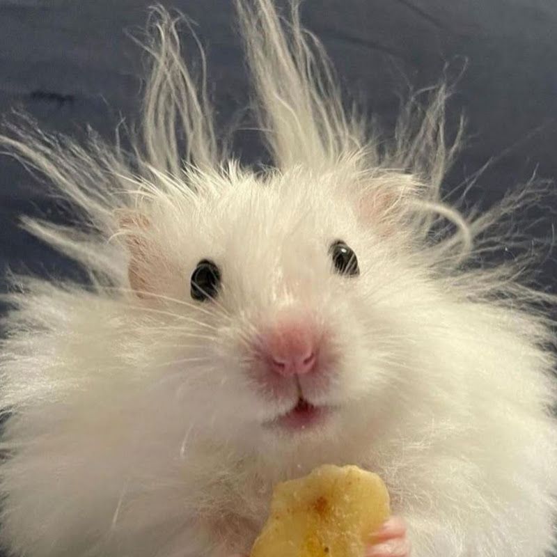 チーズハムスター