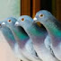 Pigeon Corner
