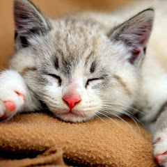 有趣的動物アイコン画像