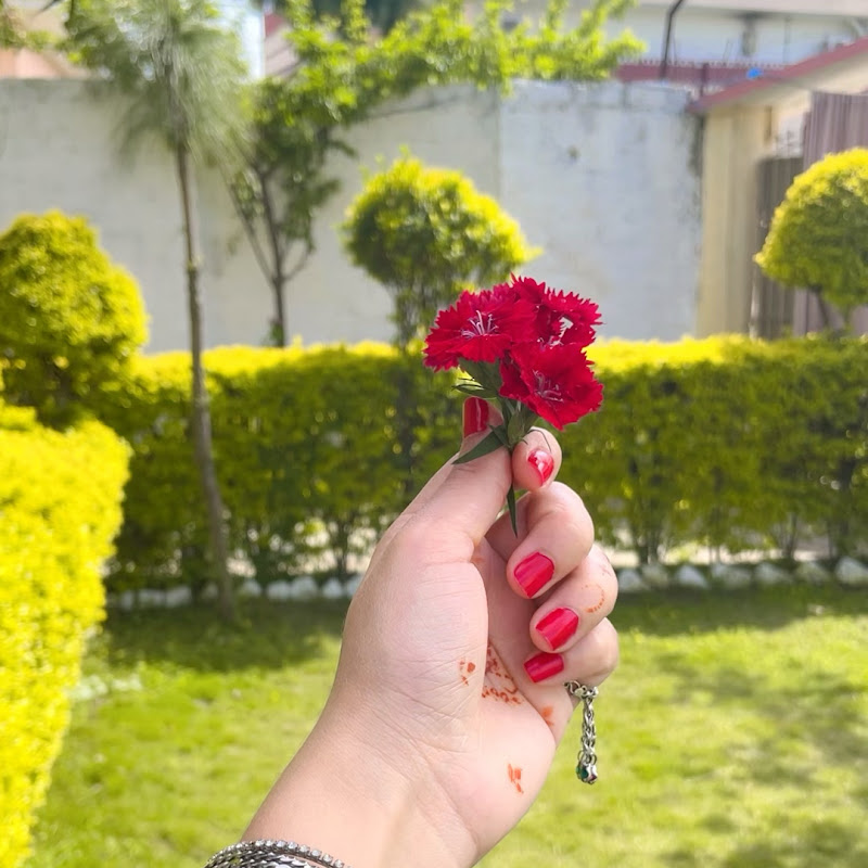 Momina Art Diary 