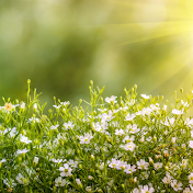 A Touch of Nature