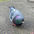 hs9eEUVO_V8-channel-avatar-pigeon asmr 