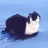 krC7LFlk58Q-channel-avatar-TomyTabby 2