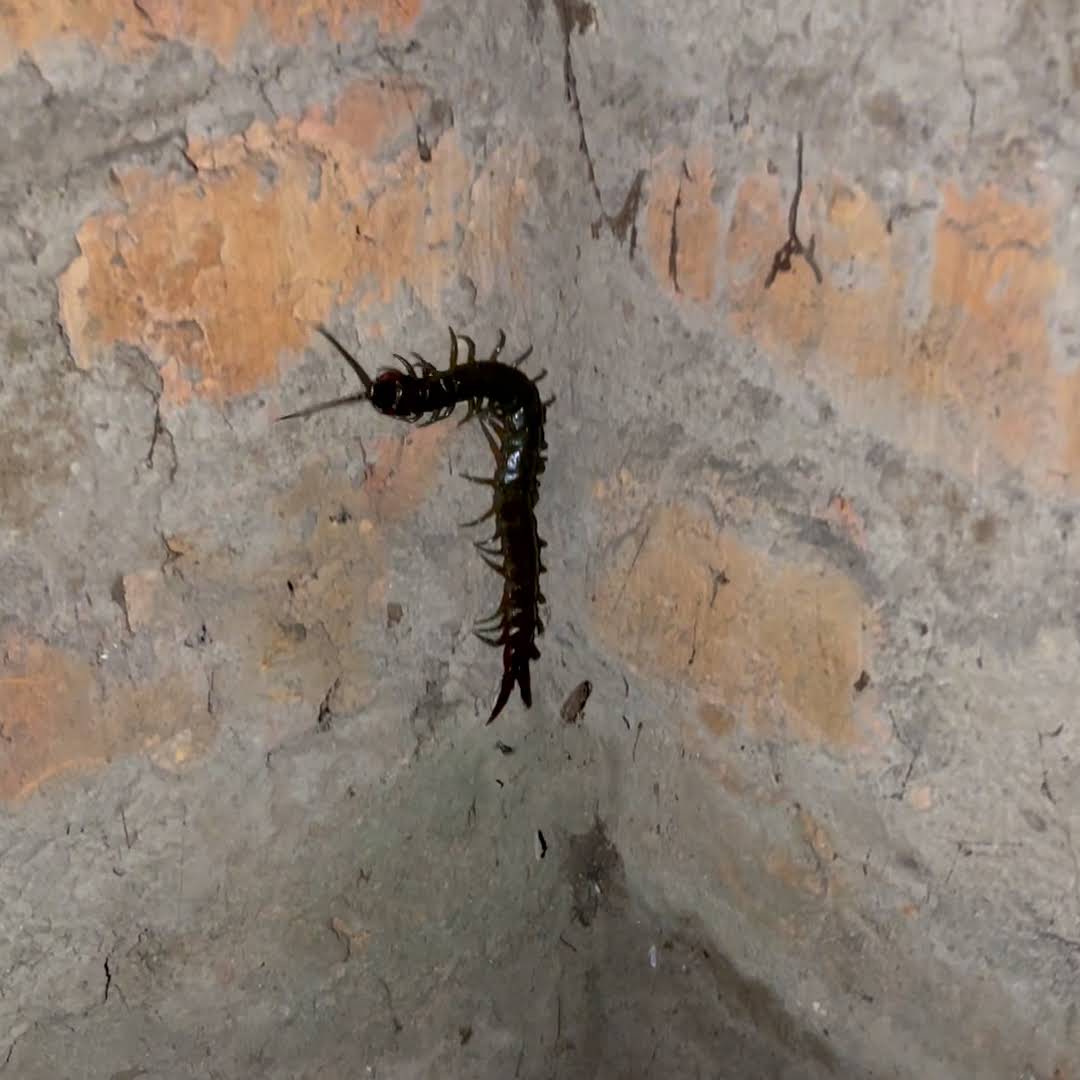 Post from Primitive Technology