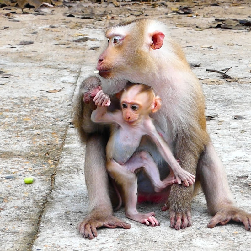 Dr Monkey