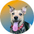 lM8Fq4WPpbA-channel-avatar-Follow the Dog
