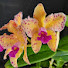 1RLMHDNS12A-channel-avatar-Orquidário Tesch