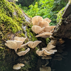 しゅんアイコン画像