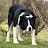 @tweeddalesheepdogs1298