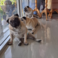 Family pugs ll 