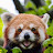 @EternalBearCat Avatar