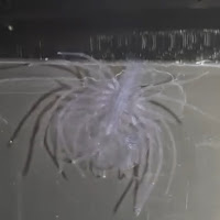 Post from つちやまい - YouTube