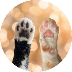 にゃんふるえんさー🐾NYANFLUENCER