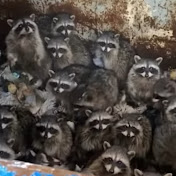 A bunch of raccoons